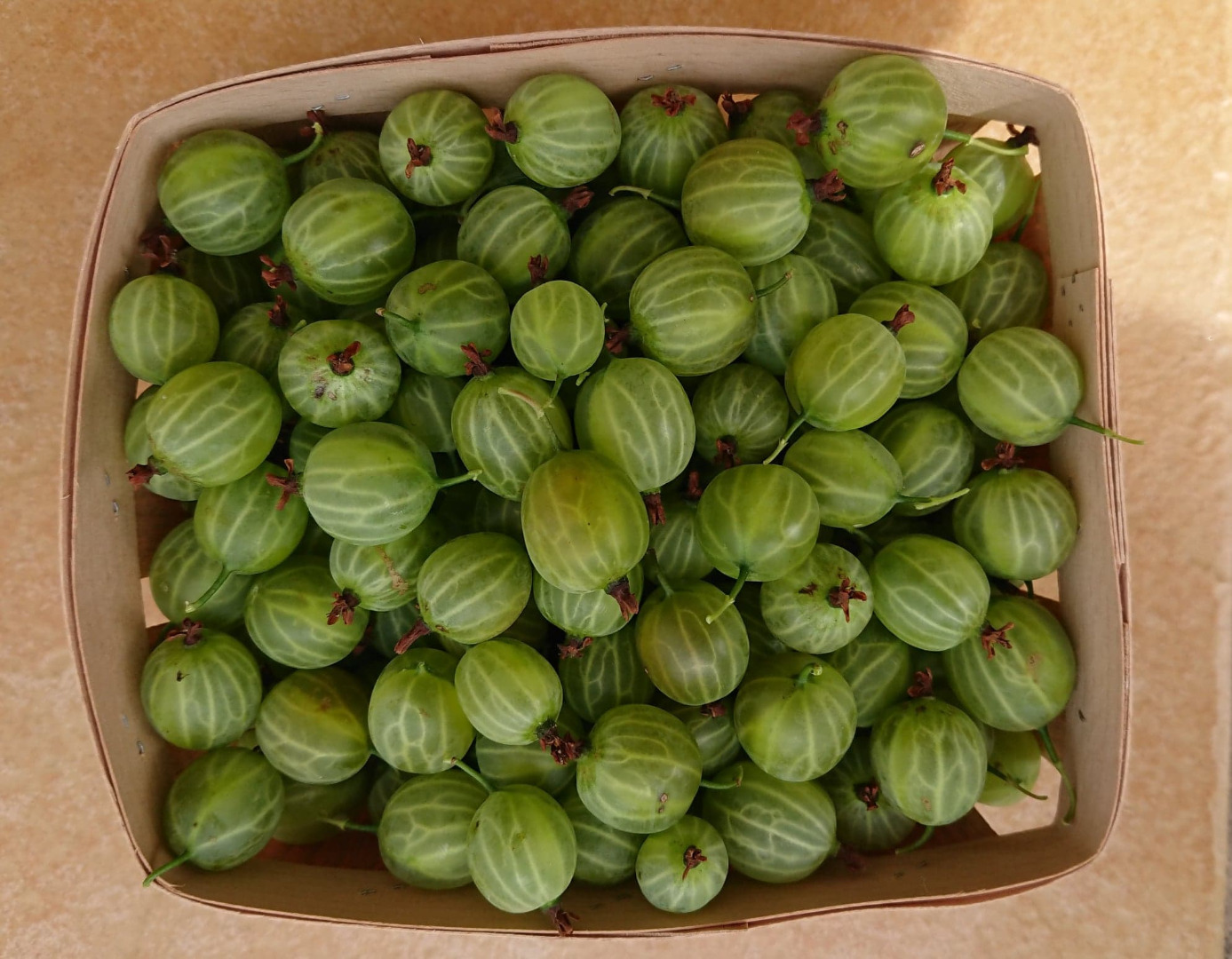 Vendo grosellas de 20 a 25 toneladas, variedad de mucurinas, fruta agradable y espesa sin moho polvoriento
