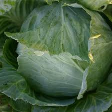 Tamaño de la col verde fresca: 500-1000g, 1000-1500g, 1500-2000g, 2000g-3000g, 3000g arriba Embalaje: bolsa 20kg / malla; 15 kg / caja Detiene el producto