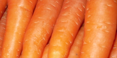 Zanahoria fresca para la venta