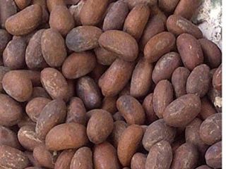 kolca amarga kola garcinia kola tuerca amarga kolaut Uno