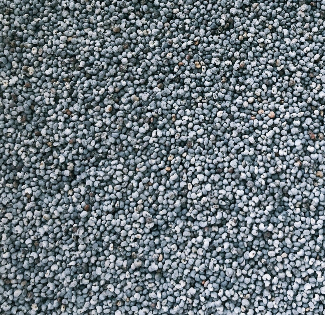 La compañía Moldavia, Anastasia Trading & Services '' SRL ofrece a la venta semillas de amapola azul convencionales, contenido de morfina de 4-11 ppm, 99,9% de