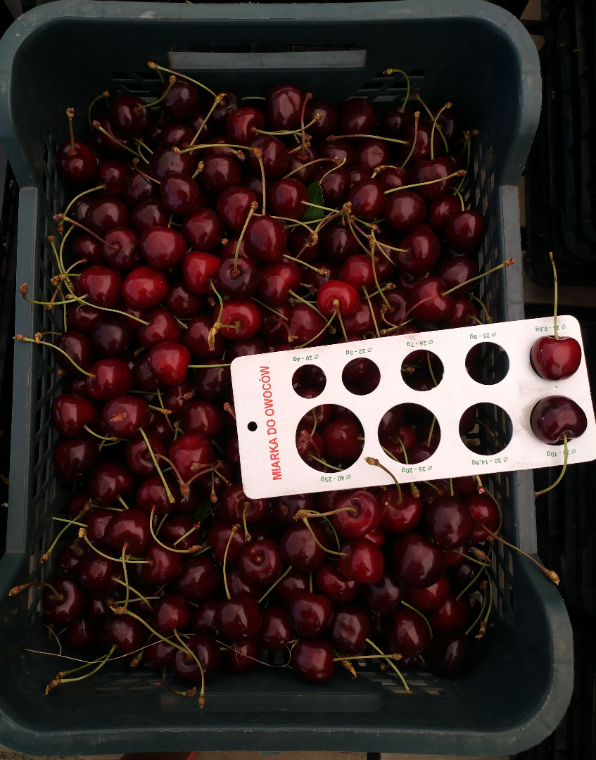 Hola, ofrezco en venta frutas de cereza en cantidades al por mayor directamente del huerto