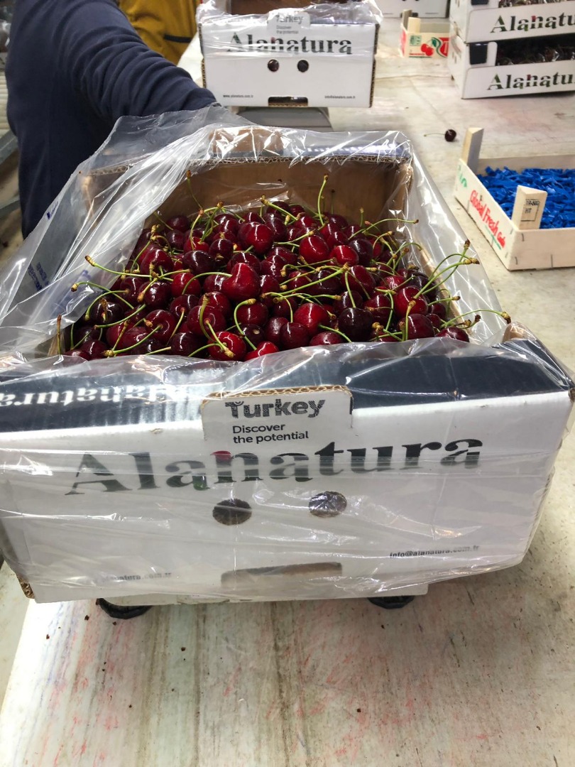 Cereza dulce Alashehir, garantía de 30 días