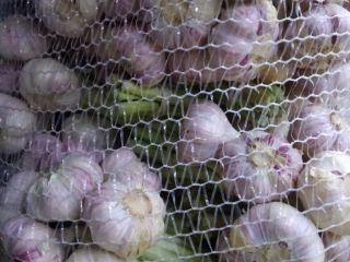 Venderé Harnas de variedad de ajo. Comida saludable, libre
