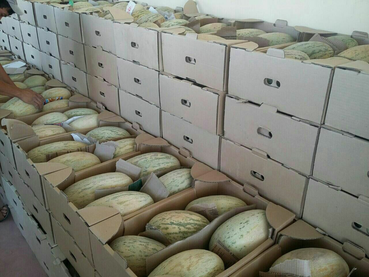 Venderé melón