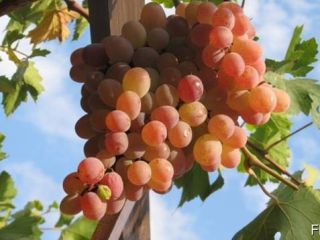 Venta de uvas. Uzbekistán es el país productor. Muy