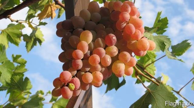 Venta de uvas