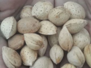 Venderé almendras para procesar. Hay un volumen. País de