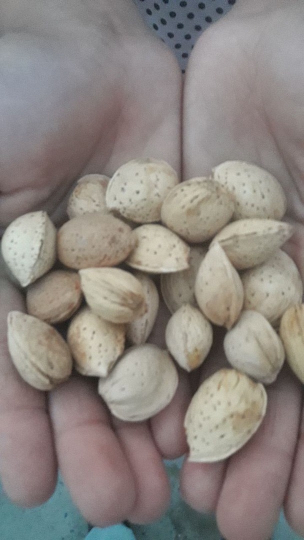 Venderé almendras para procesar