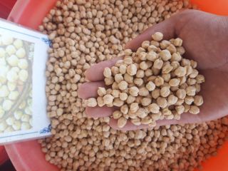 Venderé garbanzos (amarillo iraní) de Uzbekistán. Aseguramiento de la