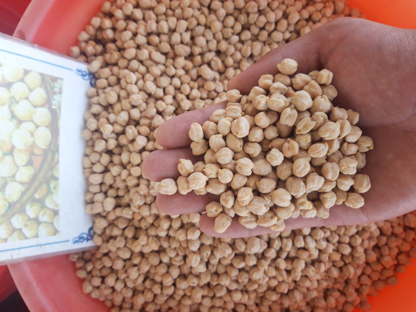 Venderé garbanzos (amarillo iraní) de Uzbekistán