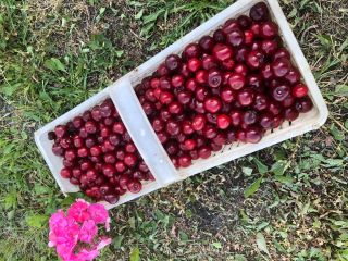 Venderé cerezas, una muy buena variedad temprana. ¡No pulverizado