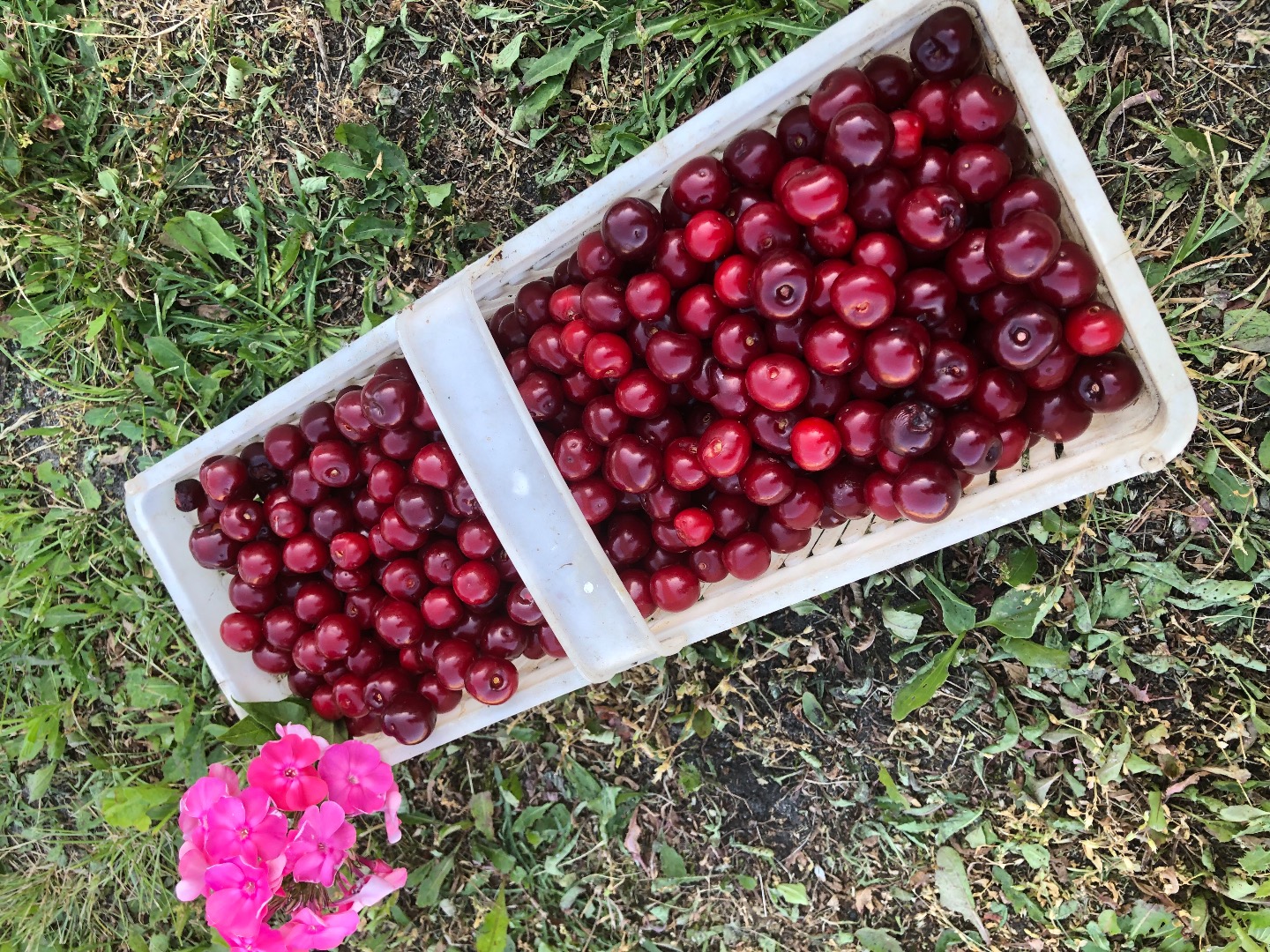 Venderé cerezas, una muy buena variedad temprana