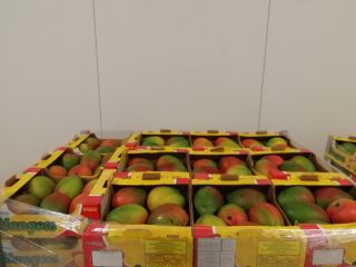 Venderé cantidades al por mayor de mango. Tallas de