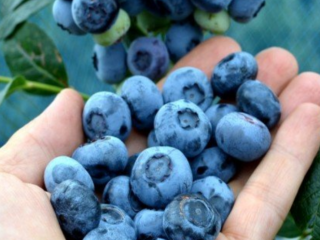 Tengo que vender las frutas de arándanos de la