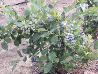 Hola, tengo a la venta arándanos, variedad azul. Estoy