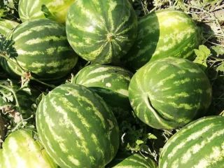 Prodavam Sandías al por mayor Origen de las mercancías