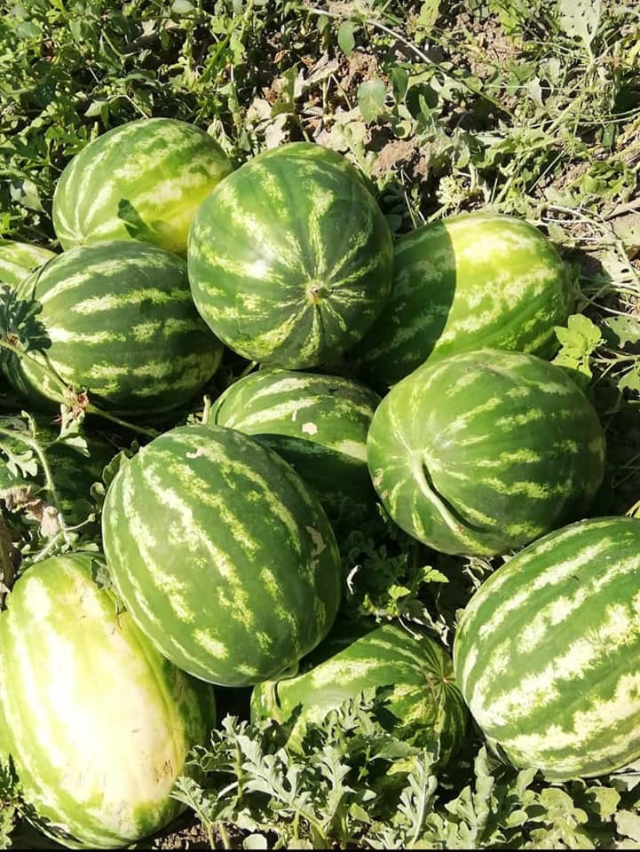 Prodavam Sandías al por mayor Origen de las mercancías Turquía Cantidad mínima 30 toneladas Contacto y pedido WhatApp