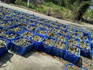 Tamaño 300 gramos de calidad dulce amarilla garantizada Piña