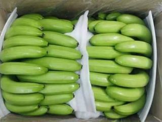 Producto: Pulpa de plátano Cavendish Longitud de la punta: