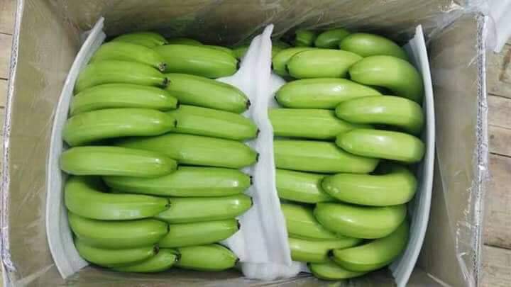 Producto: Pulpa de plátano Cavendish Longitud de la punta: 18 a 25 cm Calibración: Mínimo 38 A máximo 45 Edad: 11 a 12 semanas, Vida útil: 55 días 13.2 C
