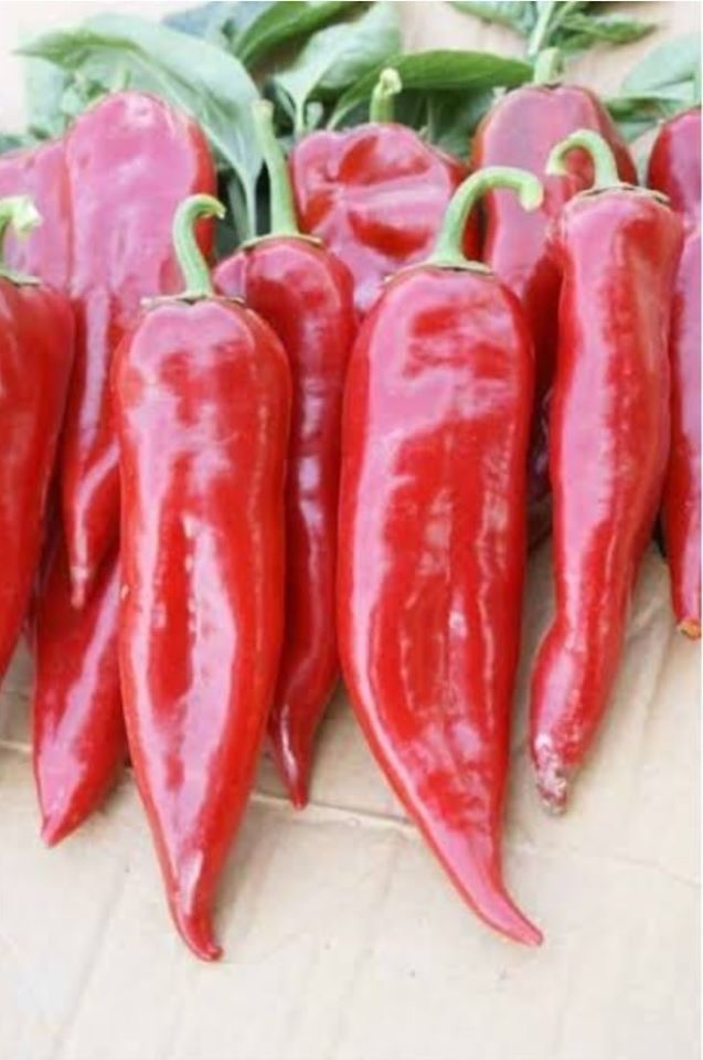 Venta de pimiento rojo Origen de las mercancías Turquía Muy buena calidad Contacto whatapp Correo