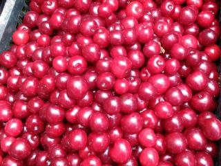 Cerezas directamente de la huerta en Mieszkowice, sin intermediarios.