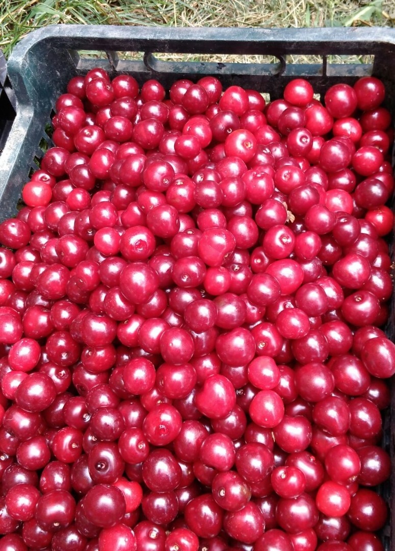 Cerezas directamente de la huerta en Mieszkowice, sin intermediarios