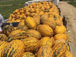 Venta de melones al por mayor Precio 1.65 €