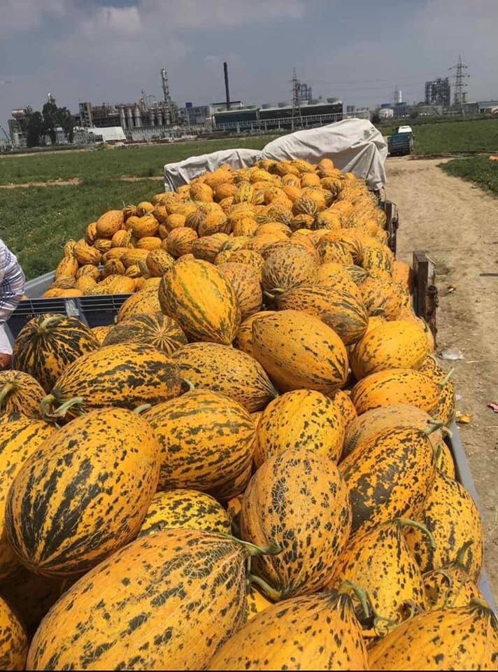 Venta de melones al por mayor Precio 1.65 € kg desde lugar en Turquía sin transporte incluido Para más información y pedidos whatapp