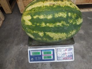 Venderé sandía, fresca, bonita, jugosa, importación Turquía.