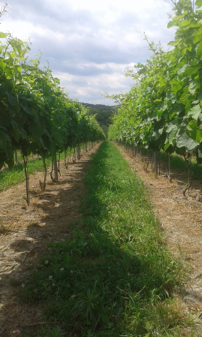 Usted puede inscribirse para procesar variedades: Solaris, Muscaris, Regent, Cabernet Cortis, Johanniter y Chardonnay