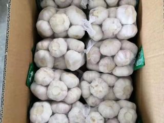 Tónicas métricas frescas orgánicas blancas gálicas de exportación 4.5