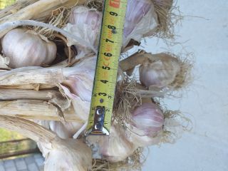 Tengo que vender 40 mil piezas de ajo, tamaño