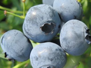 Venderé fruta de arándanos de nuestra propia plantación orgánica