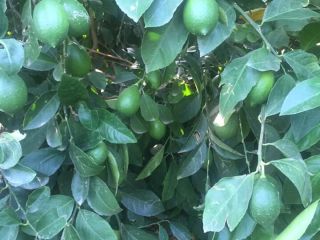 Vender limones al por mayor. Excelente calidad. El precio