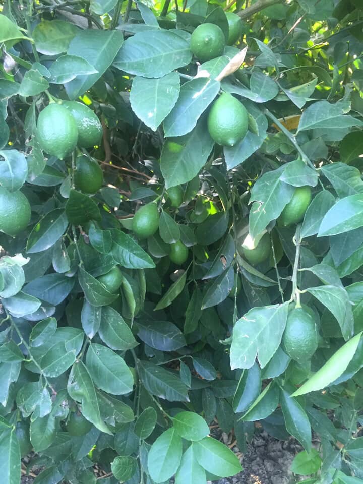 Vender limones al por mayor