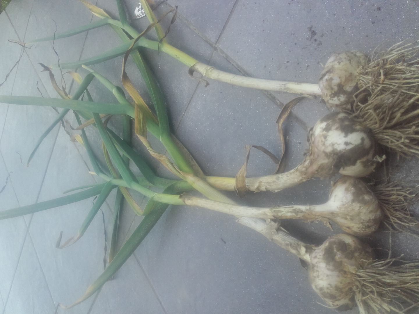 Venderé harnas de ajo, tamaño de la cabeza de 4,5 cm a 6,5 cm, precio de 50 gr a 1 lz, posible vender también por kg