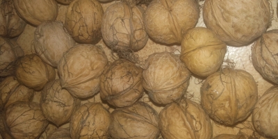 Venderé nueces, sin cáscara, secas 2018 aproximadamente 100 kg