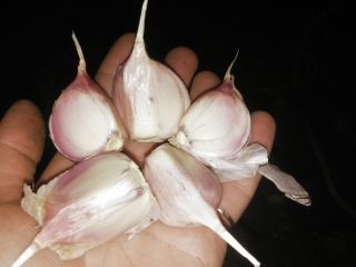 Venta de ajo Liubasa 4-5 toneladas