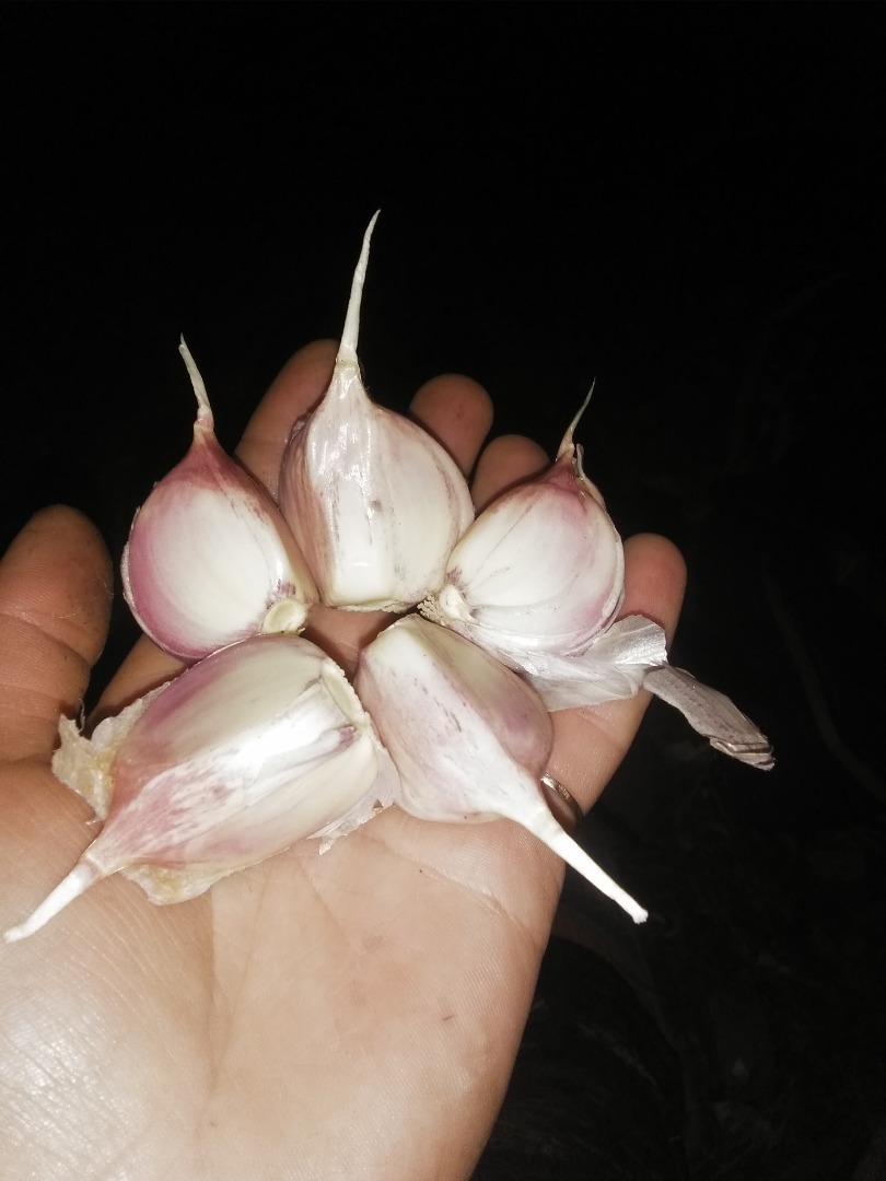 Venta de ajo Liubasa 4-5 toneladas