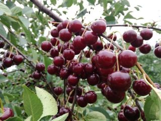 Venderé hermosas cerezas, desde 1 ton. La mejor colección