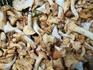 Venderé el vellón del bosque, el bolete de champiñones,