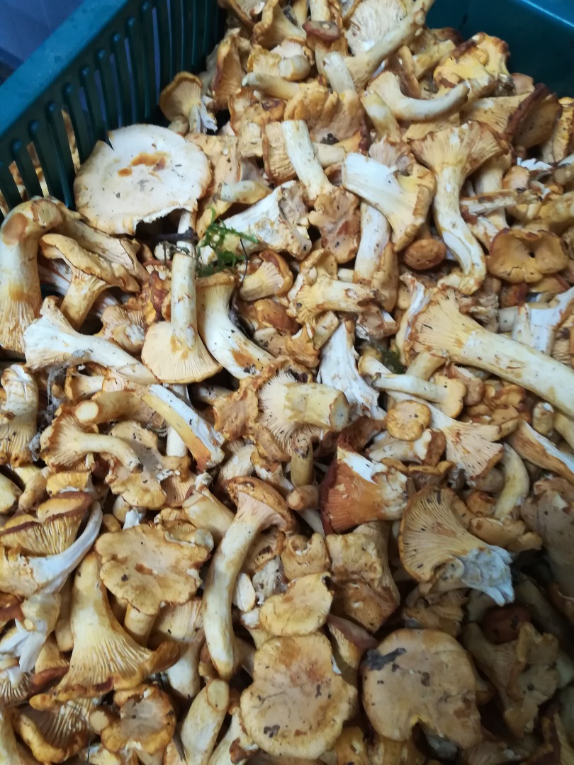 Venderé el vellón del bosque, el bolete de champiñones, etc