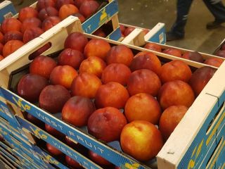 La compañía de frutas Fia Gogot en Grecia Salonik
