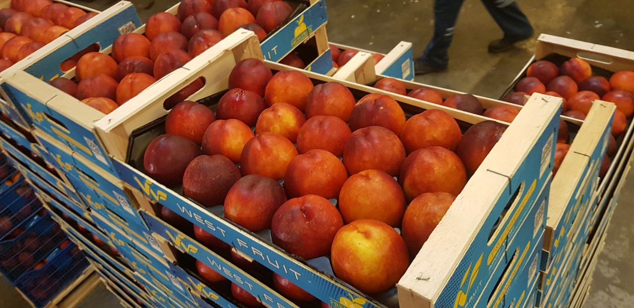 La compañía de frutas Fia Gogot en Grecia Salonik le ofrece la más alta gama de frutas y verduras frescas a precios de productor