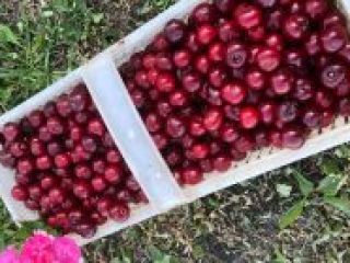 Venderé cerezas Kelleris / Lutowka. Precio: 3zl / kg.