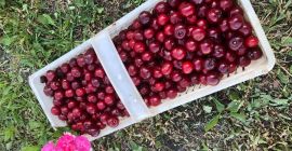 Venderé cerezas Kelleris / Lutowka