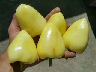 Cangrejo de pimienta a la venta - cosecha 2019
