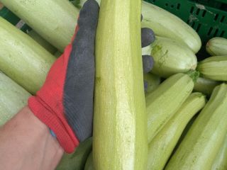 Grandes cantidades de calabaza y calabacín.